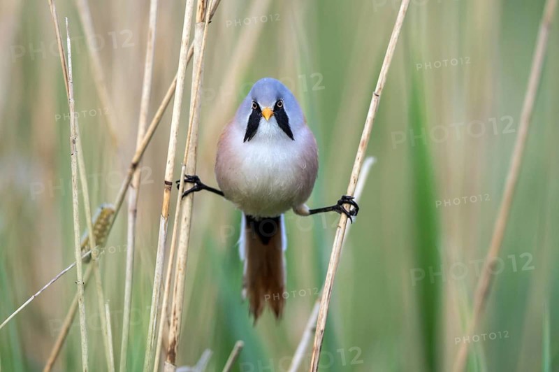 Bearded Reedling (Panurus biarmicus) male perched between reeds, Mecklenburg-Western, Pomerania, Germany