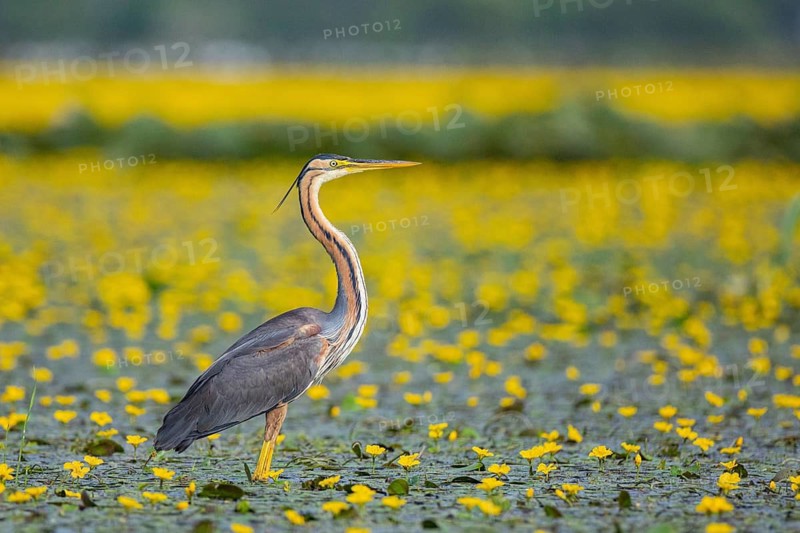 Purple heron (Ardea purpurea) amidst flowering water lilies Hungary