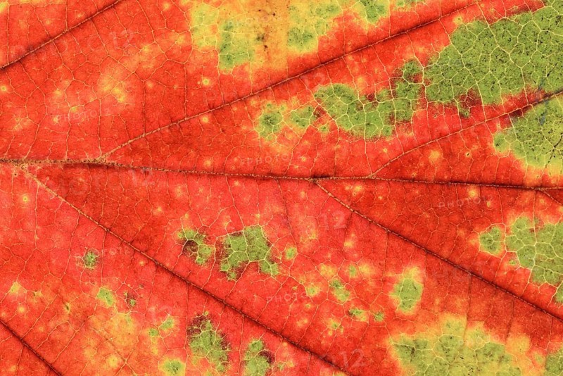 Persian ironwood (Parrotia persica), detail of leaf in autumn, North Rhine-Westphalia, Germany