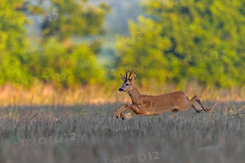 A roebuck (Capreolus capreolus) pursues a doe in a barley field with long leaps during the mating season, pursue, chase, leaf season, mating season, August, Germany