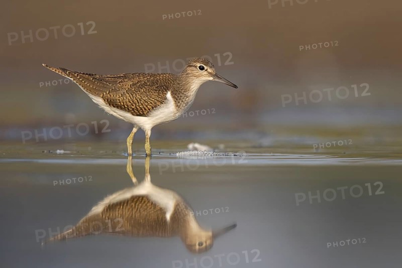 Common Sandpiper (Actitis hypoleucos), North Rhine-Westphalia, Germany
