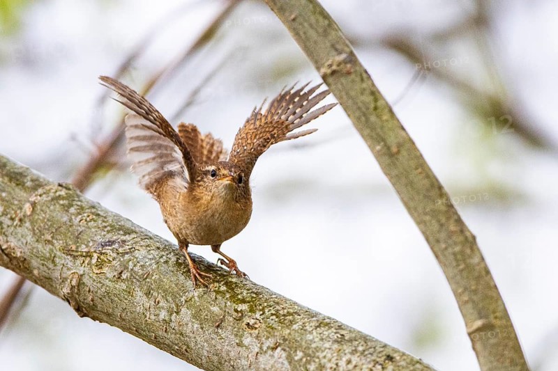 Wren (troglodytes troglodytes) Germany