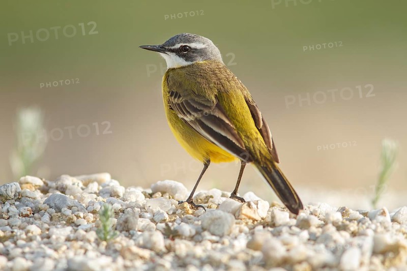Spanish Wagtail (Motacilla flavia iberiae), on field floor, Galicia, Spain