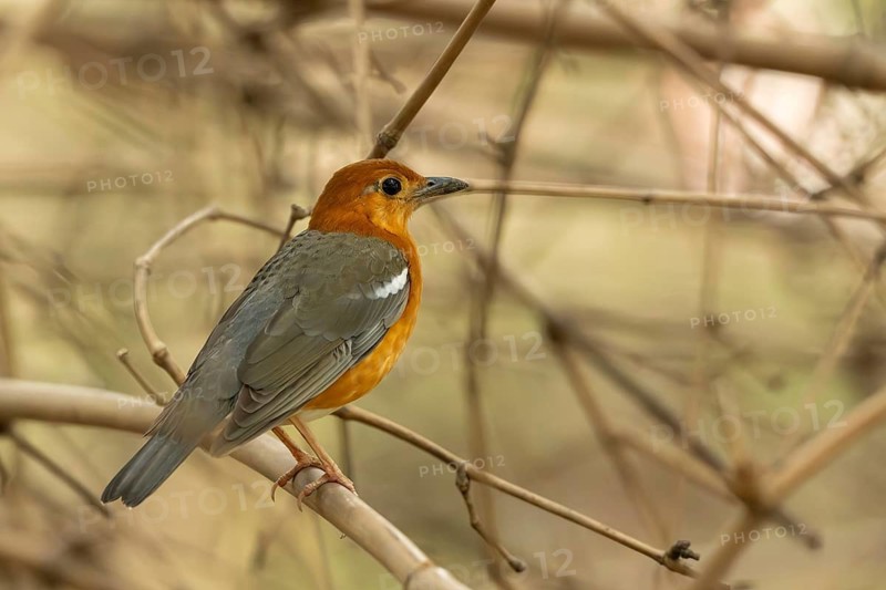 A orange-headed thrush (Geokichla citrina), Sreepur, Gazipur, bangladesh