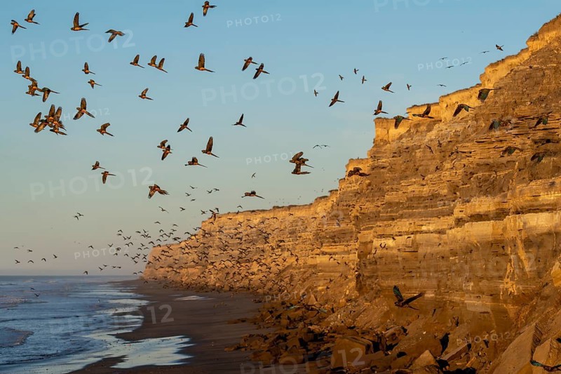 Rock parakeets (Cyanoliseus patagonus), flock in flight along a sandstone cliff on the coast in the morning light, El Cóndor, Río Negro, Argentina