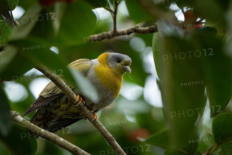 Yellow-footed green pigeon (Treron phoenicopterus) in a banyan tree, Sreepur, Gazipur, bangladesh