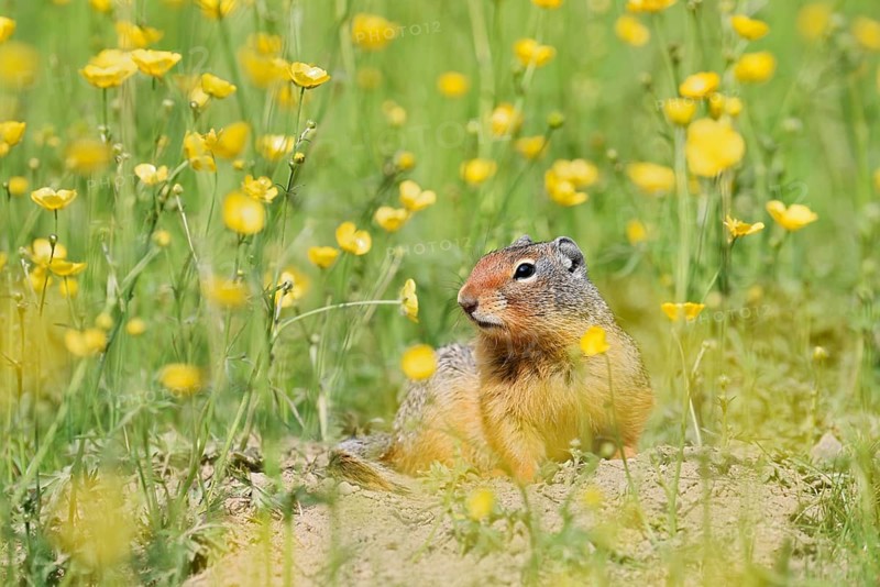 Columbia ground squirrel (Urocitellus columbianus, Spermophilus columbianus) in a flower meadow, Yoho National Park, British Columbia, Canada