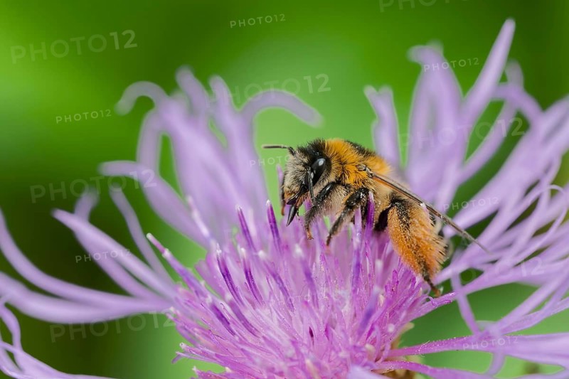 Brown-rumped trouser bee (Dasypoda hirtipes) on knapweed flower, Lower Saxony, Germany