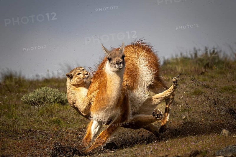 Cougar (Cougar concolor) attacking guanaco (Llama guanicoe) in grass steppe, hunting scene with stirred up earth, Torres del Paine National Park, Patagonia, Chile