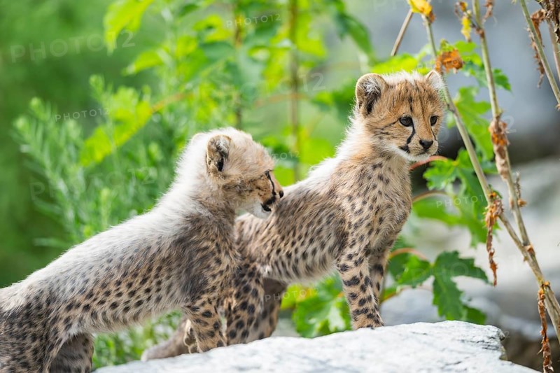Cheetah (Acinonyx jubatus) youngsters playing with each other, captive, occurrence Africa