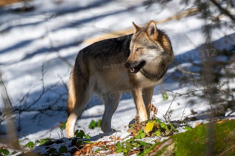 European gray wolf (Canis lupus lupus) standing in a forest in winter, snow, Bavaria, Germany