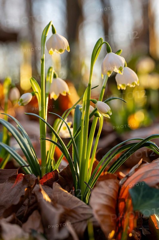 Close-up of blooming spring knotweed (Leucojum vernum), also known as marchflower, in the warm evening backlight, surrounded by foliage on the ground of a forest, Lower Saxony, Germany
