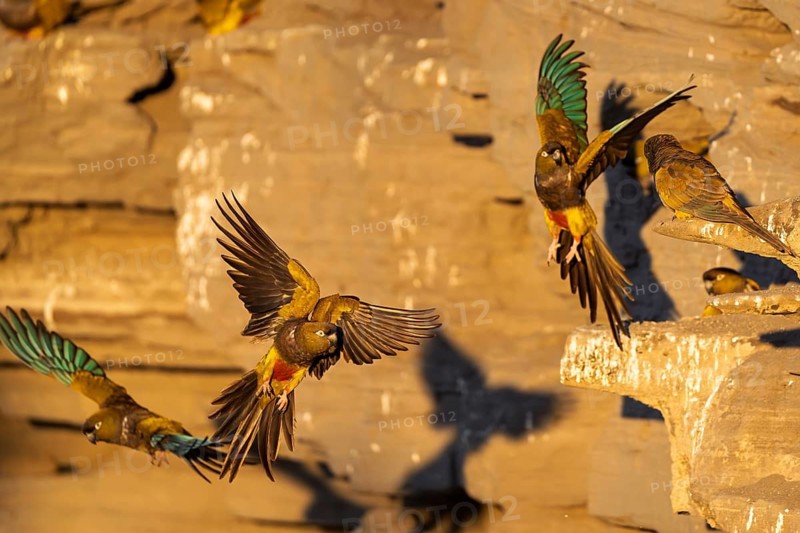 Rock parakeets (Cyanoliseus patagonus) in flight and on sandstone cliffs with breeding burrows, coast of Río Negro, Argentina