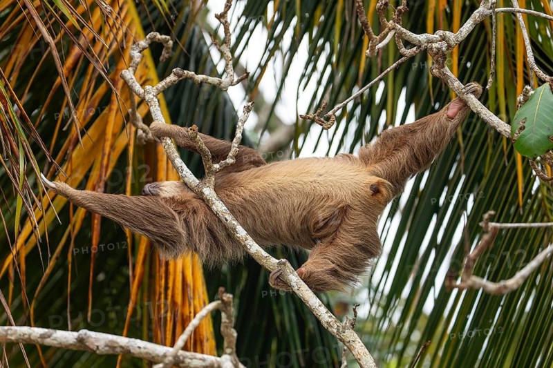 Male two toed sloth reaching and stretching across branches towards a palm frond, showing genitals. Beach, Punta Uva, Costa Rica