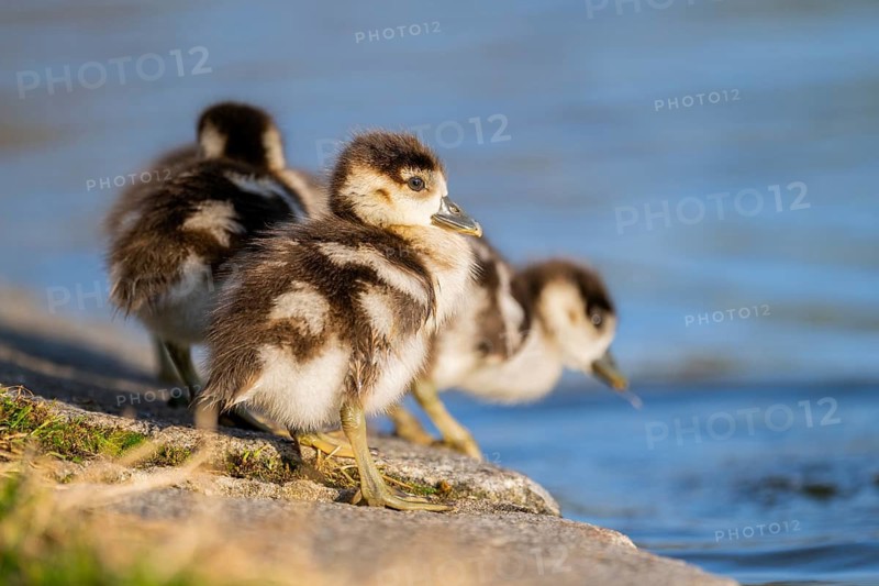 Egyptian goose (Alopochen aegyptiaca) cute chicks on a meadow at the shore of a lake, Bavaria, Germany