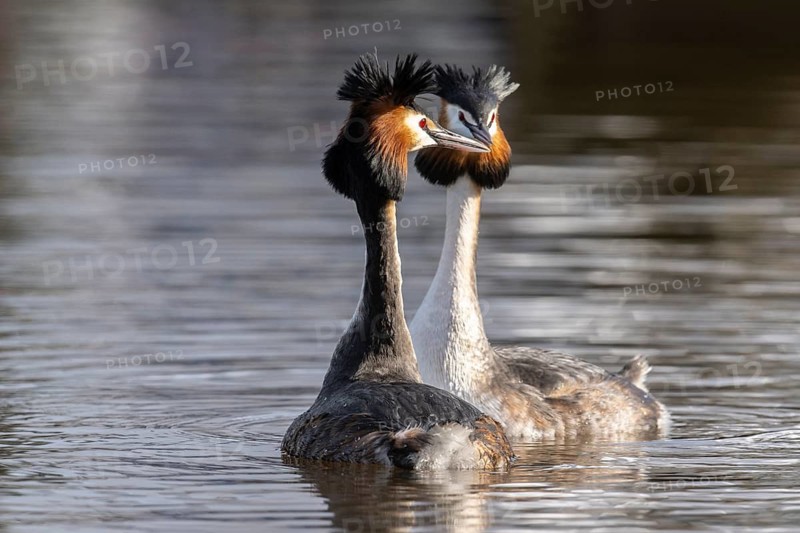 Great Crested Grebe (Podiceps Scalloped ribbonfish) Courtship, Emsland, Lower Saxony, Germany