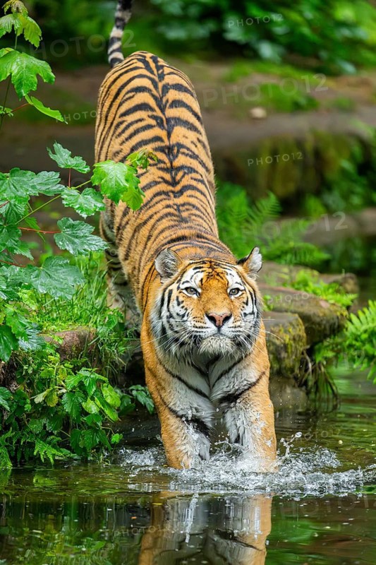 Siberian tiger (Panthera tigris tigris) walking in a lake, captive, Germany