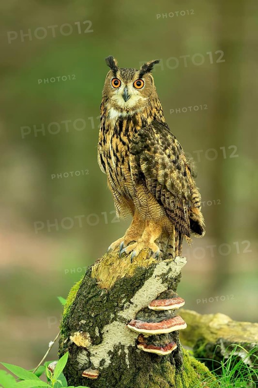 Eurasian Eagle-owl (Bubo bubo), adult, perch, vigilant, in summer, Wisdom, Šumava, Czech Republic