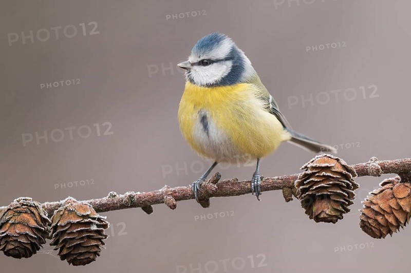 Eurasian Blue Tit (Cyanistes caeruleus) perched on a branch, Lower Saxony, Germany