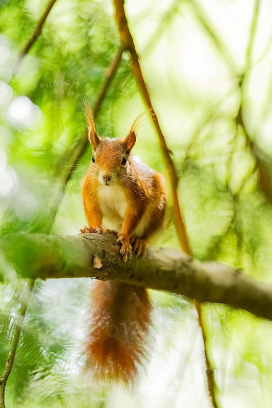 Red squirrel (Sciurus vulgaris) in a forest, Bavaria, Gernany
