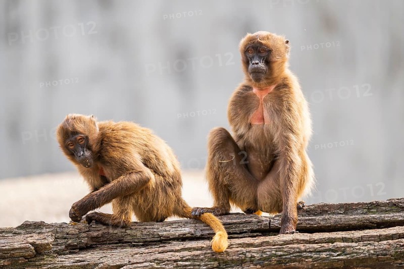 Gelada (Theropithecus gelada) sitting on an old tree trunk beside each other, captive, Germany