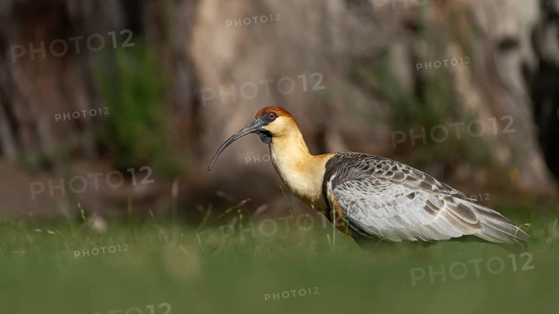 Black-faced Ibis (Theristicus melanopis), adult standing in the grass, side profile, Los Alerces National Park, Chubut Province, Argentina