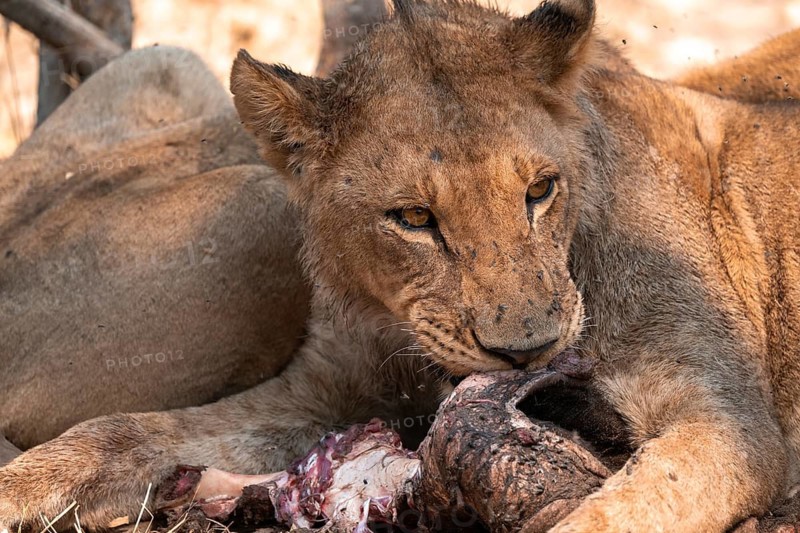 Lion pack with kill, lion (Panthera Leo) eats buffalo, savanna, Moremi Game Reserve, Botswana