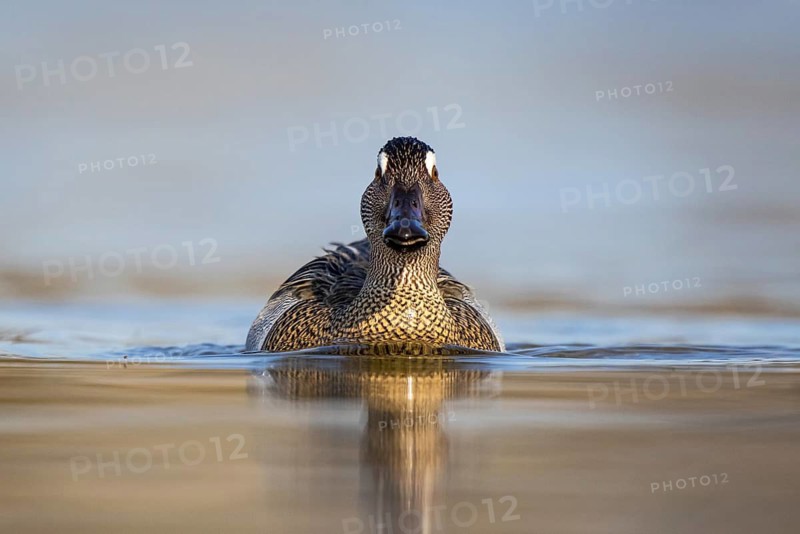 Garganey (Spatula querquedula) male, North Rhine-Westphalia, Germany