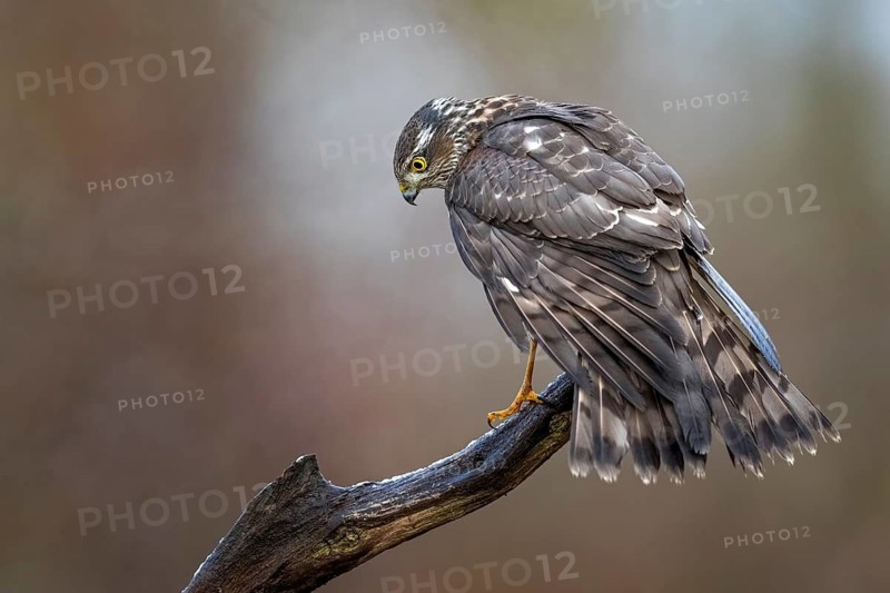 Eurasian Sparrowhawk (Accipiter nisus) female perched on a branch, Saxony-Anhalt, Germany