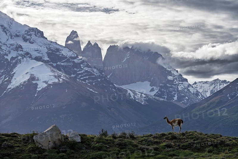 Guanaco (Llama guanicoe) standing on a hill in front of snow-covered granite towers in clouds, Torres del Paine, Patagonia, Chile