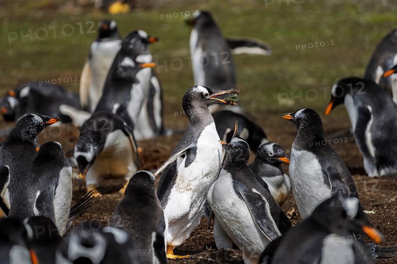 Gentoo penguins (Pygoscelis papua), colony with an animal carrying nesting material in its beak, Volunteer Point, East Falkland, Falkland Islands