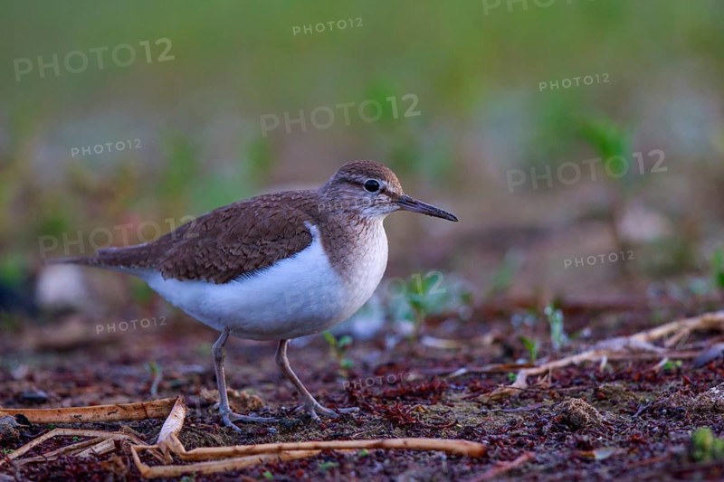 Common Sandpiper (Actitis hypoleucos) foraging, North Rhine-Westphalia, Germany