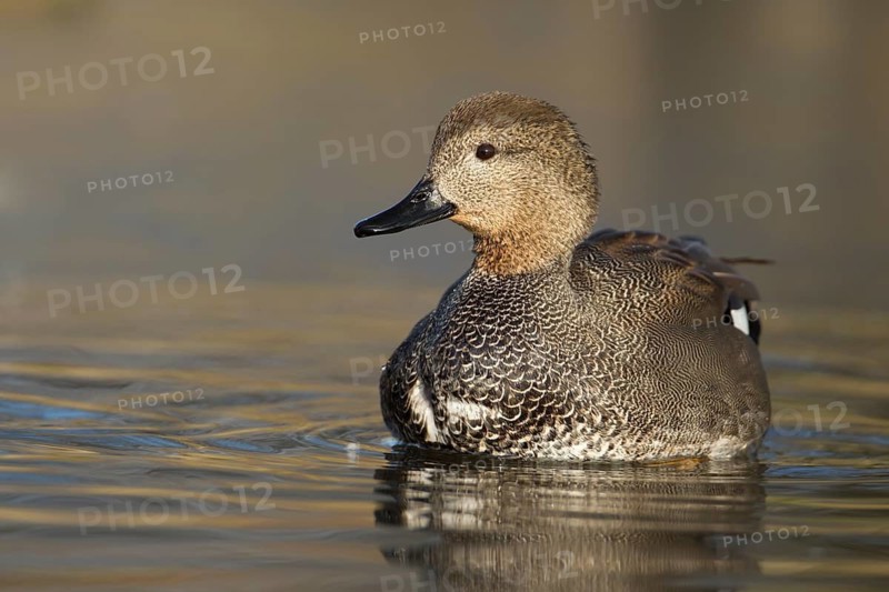Gadwall duck (Anas strepera) adult male duck on a lake, England, United Kingdom