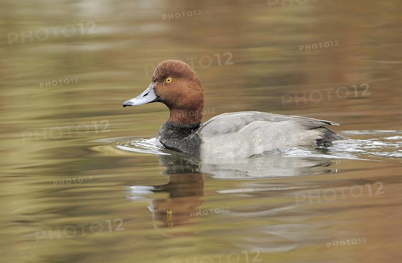 Redhead (Aythya americana) male, British Columbia, Canada