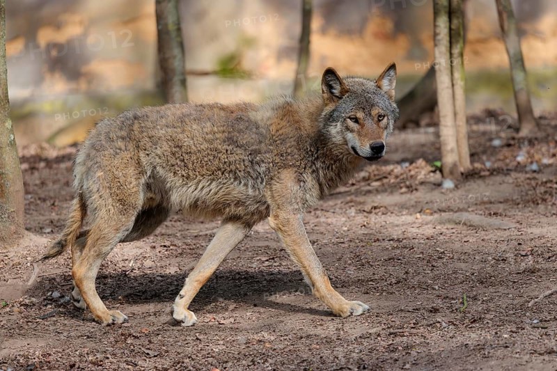 A Eurasian gray wolf (Canis lupus lupus) runs across a dry forest floor. Transylvania, Romania
