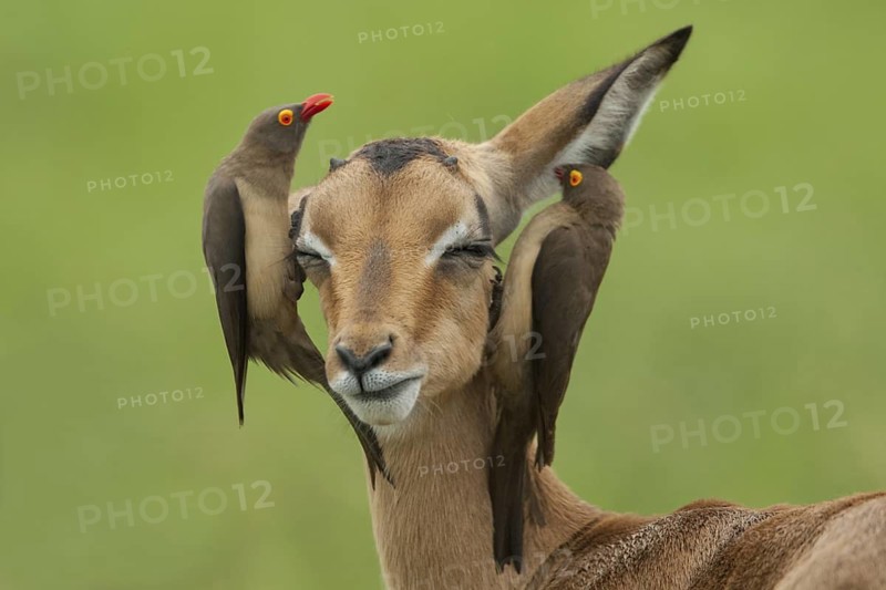 Red-billed Oxpecker (Buphagus erythrorynchus), Mpumalanga, South Africa