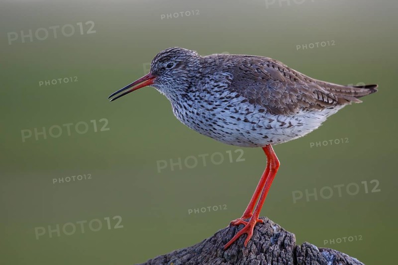 Common Redshank (Tringa totanus) perched on a pale, Netherlands