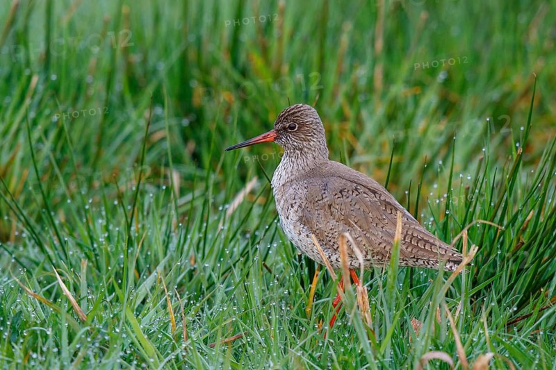 Common Redshank (Tringa totanus), Netherlands