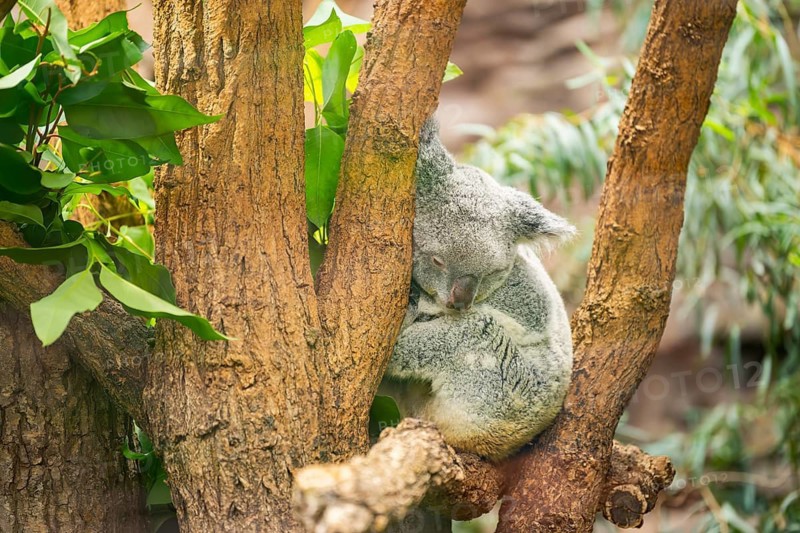 Koala (Phascolarctos cinereus) sitting on a tree, captive, distribution South Australia, Australia, Oceania
