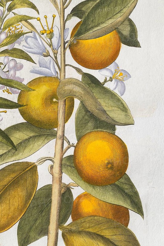 Orange with flowers, hand-coloured copperplate engraving by Basilius Besler, from Hortus Eystettensis, 1613
