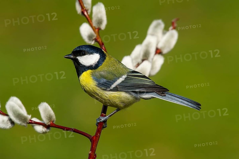 Great Tit (parus major) Great Tit • Baden-Württemberg, Germany, Baden-Württemberg, Federal Republic of Germany