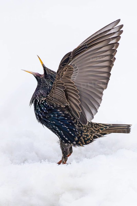 Starling (Sturnus vulgaris), close-up, male stands singing with intense territorial song, open beak and spread wings in the snow, Baden-Württemberg, Germany