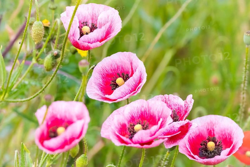 Plant, flower, poppy, pink poppy, Oriental poppy, (Papaver orientale) Lower Saxony, Federal Republic of Germany