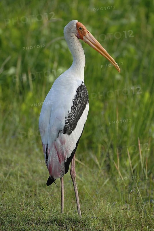 Painted Stork (Mycteria leucocephala), Sri Lanka