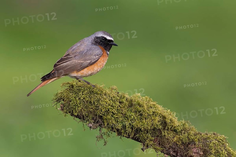 Common Redstart (Phoenicurus phoenicurus) male perched on an old mossy tree trunk, Poland