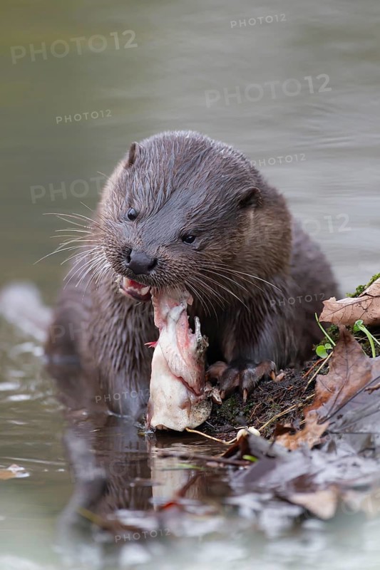 Eurasian otter (Lutra lutra) adult animal feeding on a fish on a river bank, England, United Kingdom