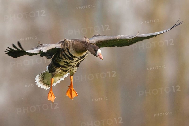 Greater White-fronted Goose (Anser albifrons) flying, North Rhine-Westphalia, Germany