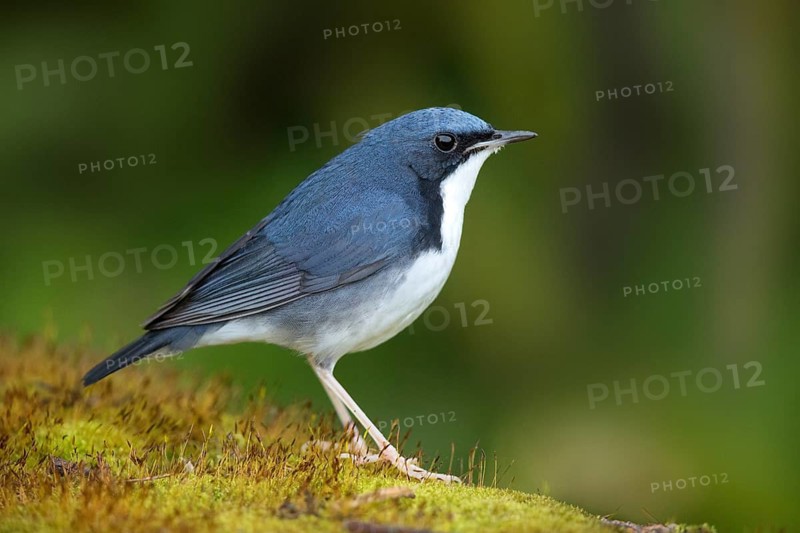 Siberian Blue Robin (Larvivora cyane) male perched on the ground, Jurong Lake Garden, Singapore