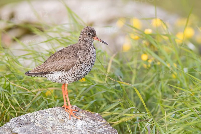 Common Redshank (Tringa totanus) perched on a rock, Iceland