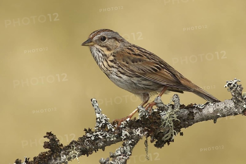 Lincoln's Sparrow (Melospiza lincolnii), Ohio, USA